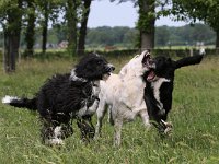 Puppys van Bliss040622-0100